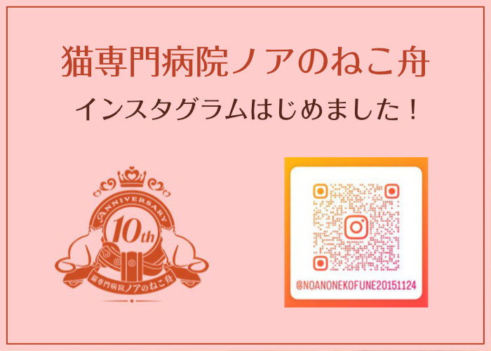 猫専門病院ノアのねこ舟インスタグラムをはじめました