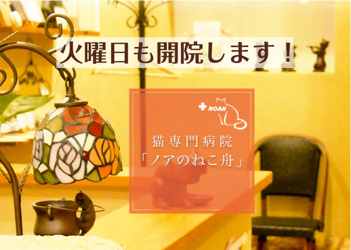猫専門病院ノアのねこ舟火曜日も開院します